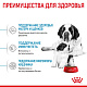 Royal Canin Giant Starter сухой корм для щенков очень крупных пород до 2мес.