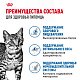 Royal Canin Indoor Sterilised влажный корм для взрослых стерил. домашних кошек, желе