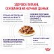 Royal Canin Neutered Balance Роял Канин влажный корм для стерилизованных кошек, склонных к набору веса, соус